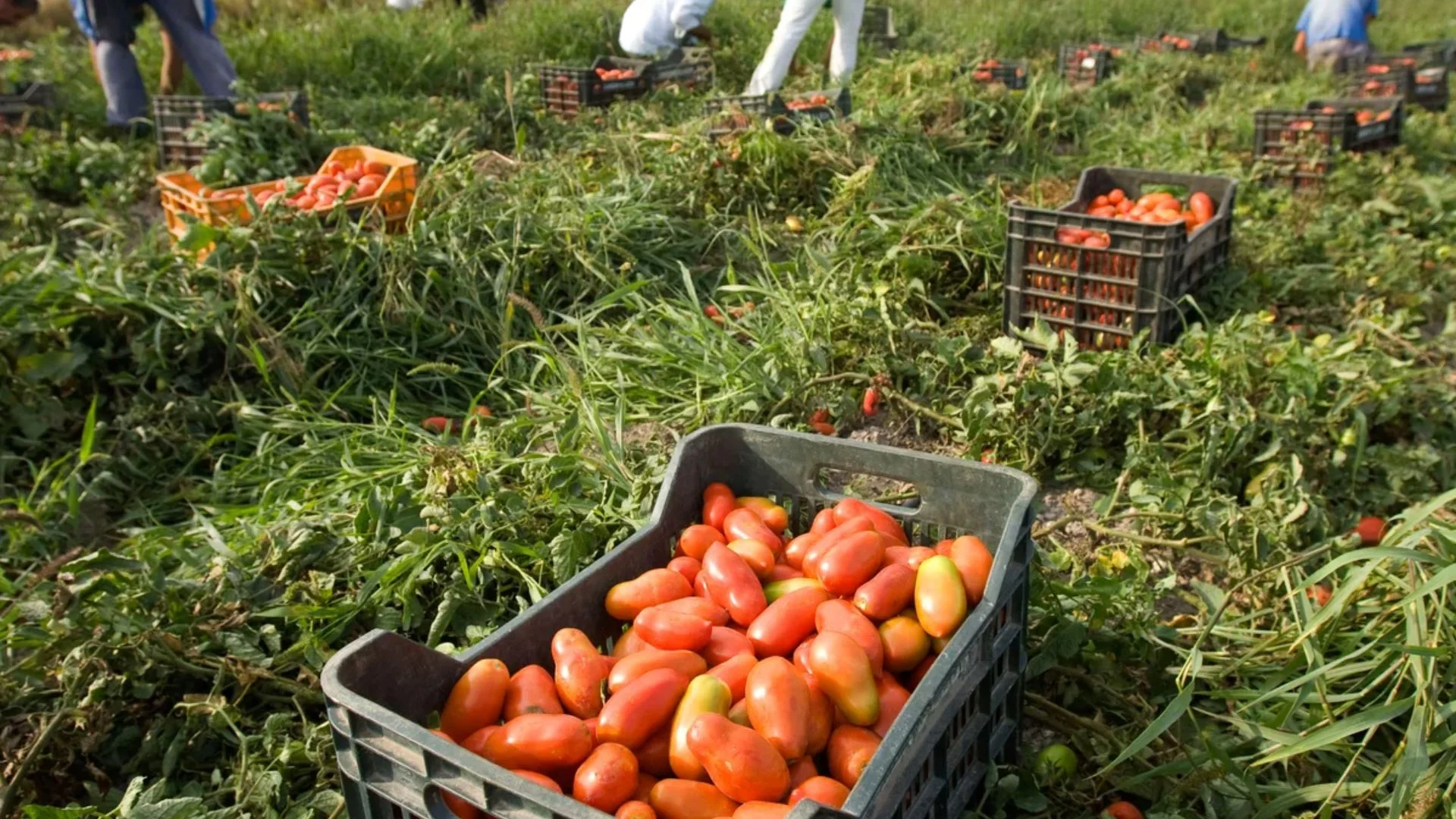 Shocking Investigation Links Forced Labour From China Behind ‘Italian’ Tomato Purees