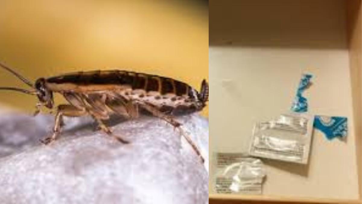 Man Fakes ‘Dead Cockroaches, Used Condoms…’ For Free Stays In Hotels