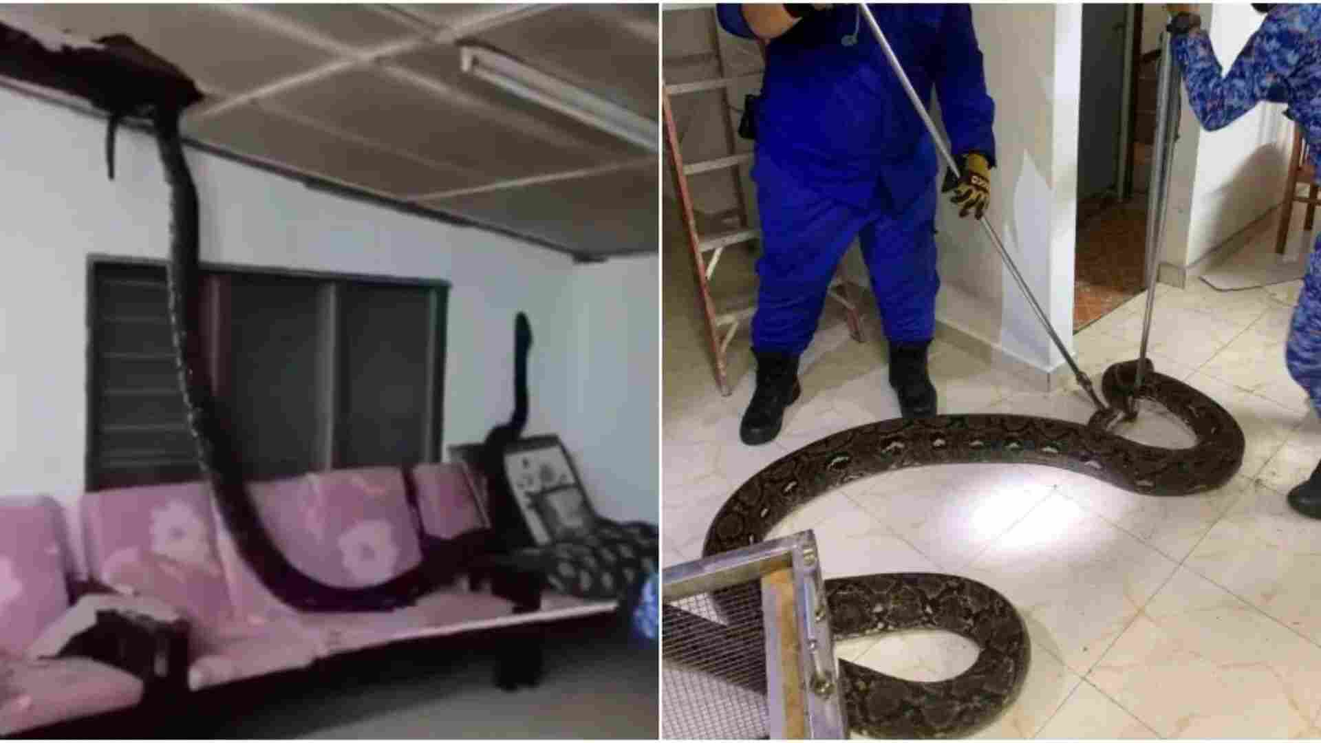 Giant 80-Kilo Python Falls Through Roof Onto Family’s Sofa | WATCH