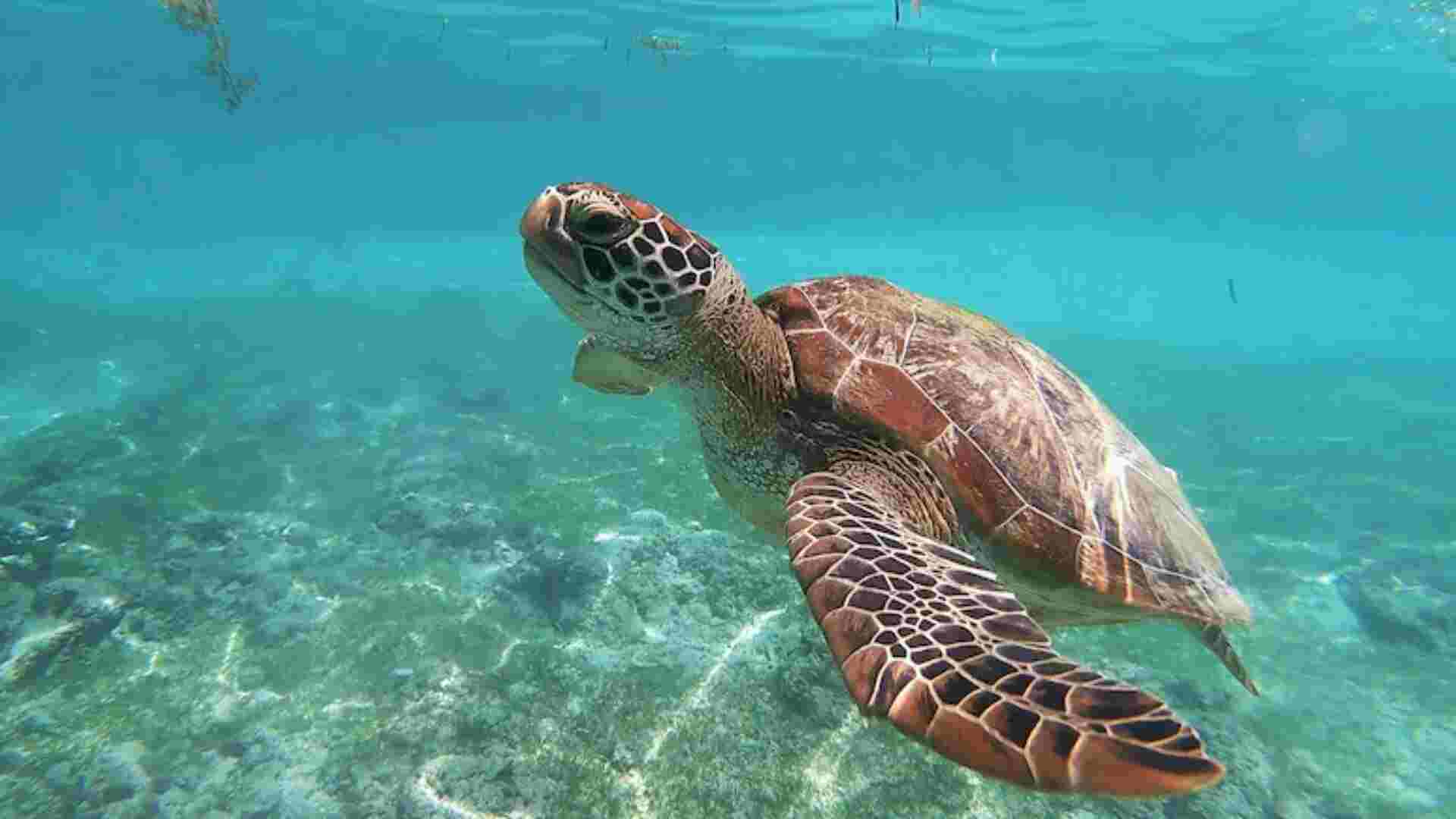 After Consuming Endangered Sea Turtle, 3 Dead, 32 Hospitalized