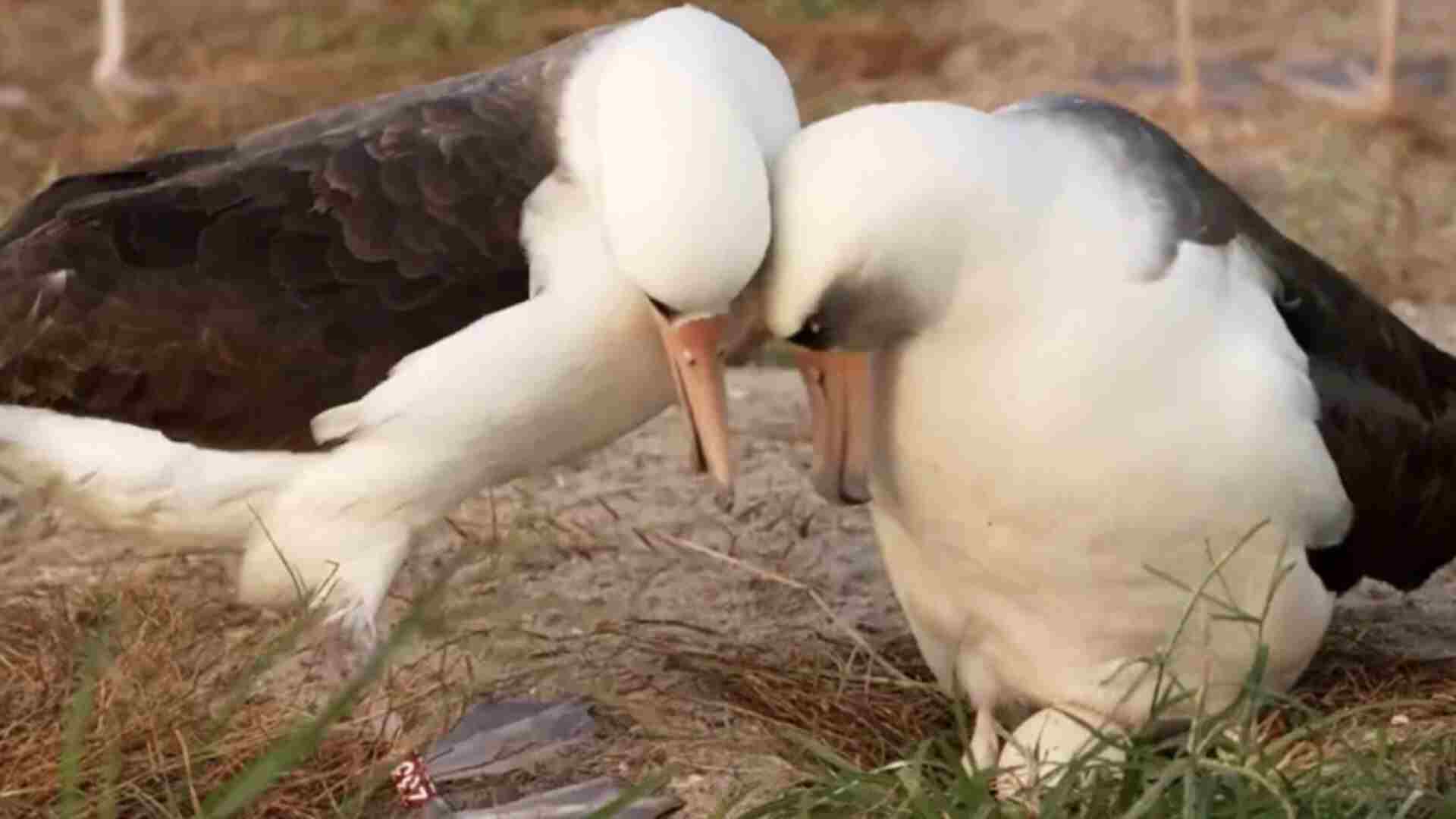 World’s Oldest Wild Bird Lays 60th Egg at 74