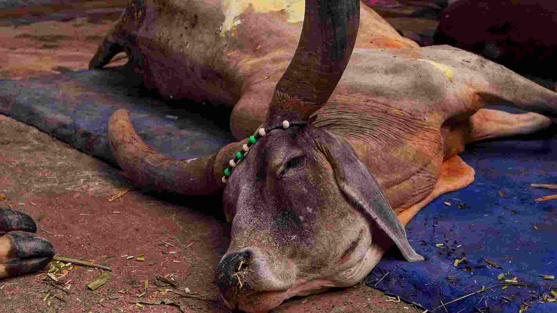 20 Cows found dead at Shri Krishan Gaushala in Phagwara, 28 others fall Ill; Probe started